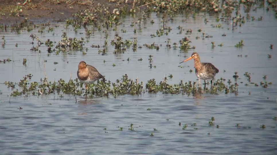 Returned headstarted godwits 22.04.22 from video file Kim Tarsey.jpg